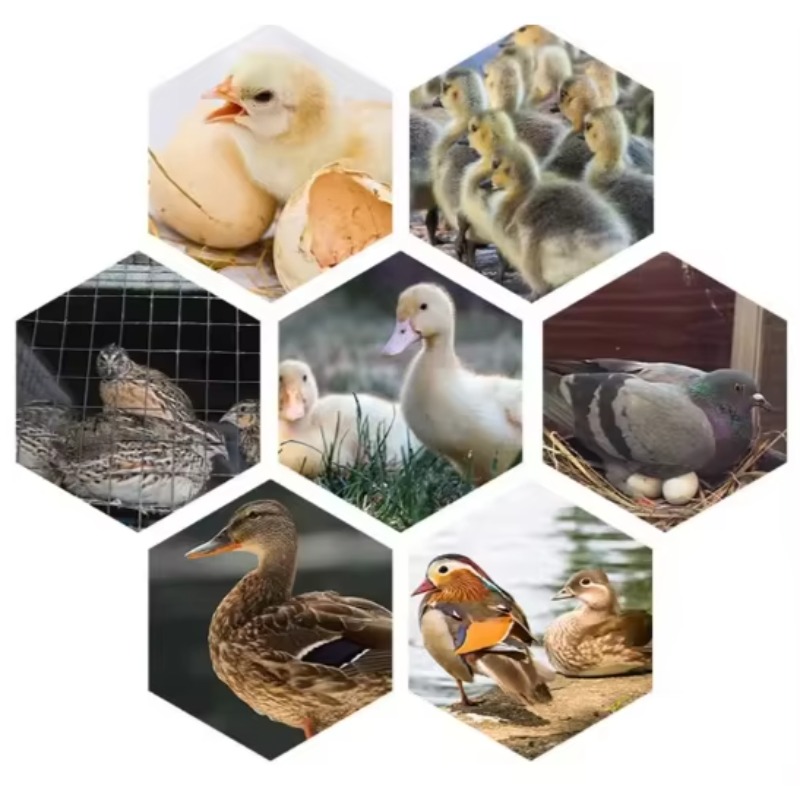 Pluimvee-eierenbroedmachine, z - Poultry Incubator recensie en prijs